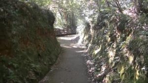 宮崎県都城市にある関之尾滝の遊歩道